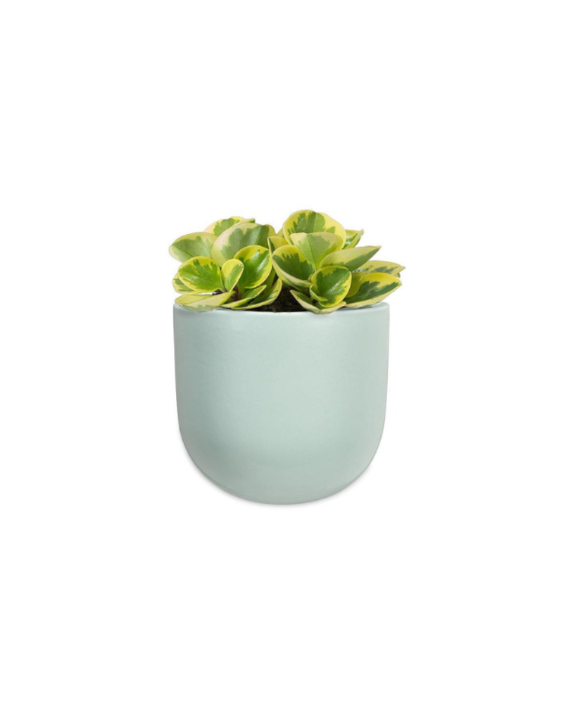 LAST ONE - Small Wall Planter in Mint