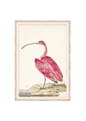 Celadon Art Scarlet Ibis 16x23