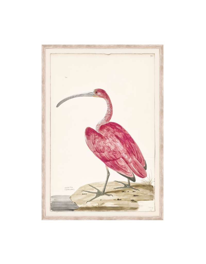 Celadon Art Scarlet Ibis 16x23