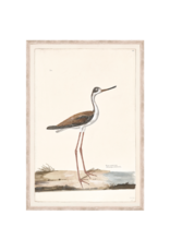 Celadon Art Black-Necked Stilt 16"x23"