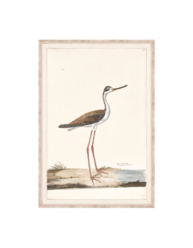 Celadon Art Black-Necked Stilt 16"x23"