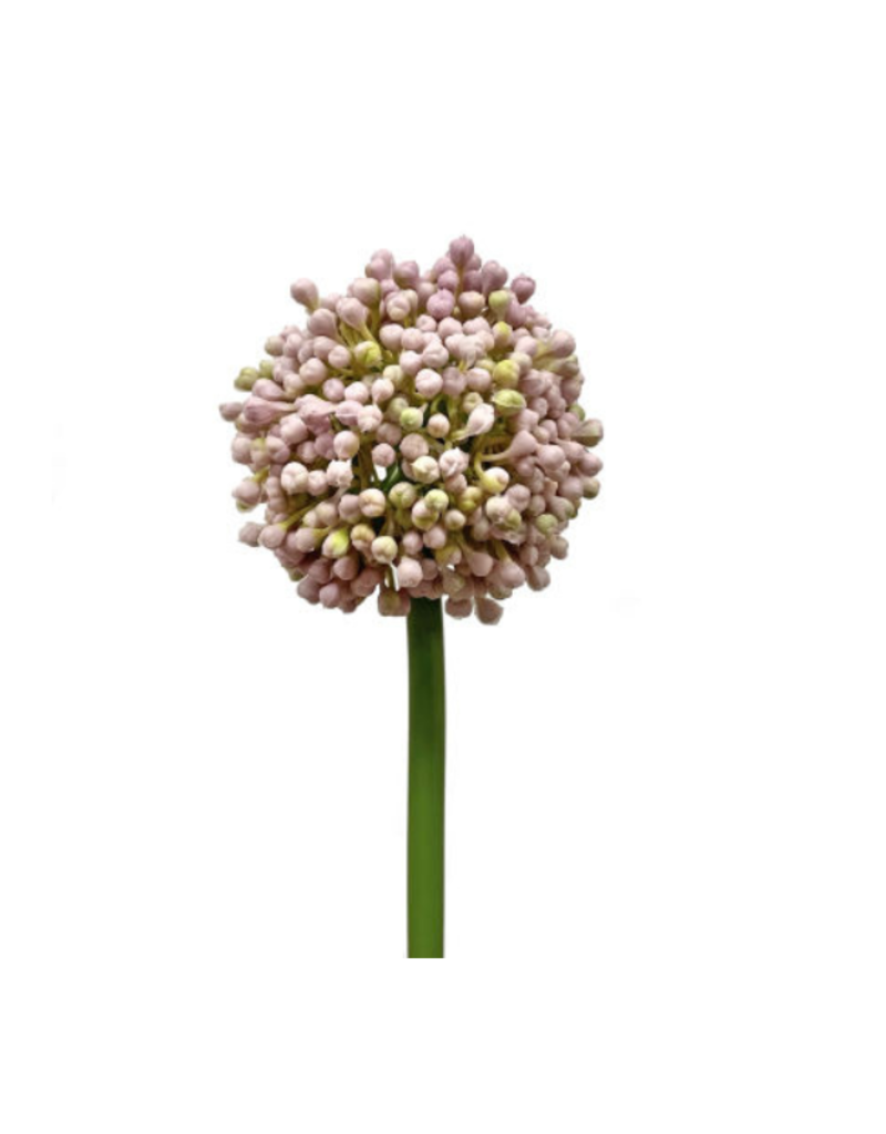 Faux Allium Bud Lavender 21"