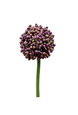 Faux Allium Bud Purple 21"