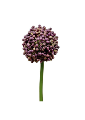 Faux Allium Bud Purple 21"