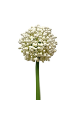 Faux Allium Bud White 21"