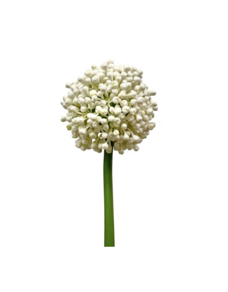Faux Allium Bud White 21"