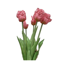 Light Pink Parrot Tulip Bundle 20"