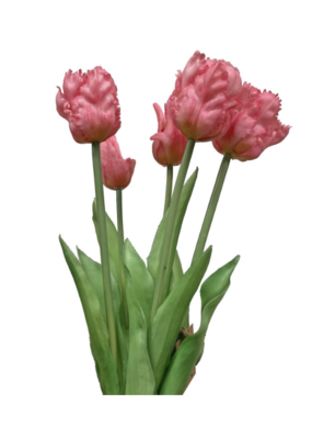 Light Pink Parrot Tulip Bundle 20"