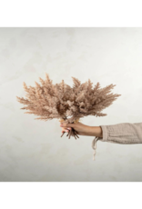 Indaba Trading Pampas Grass Bundle