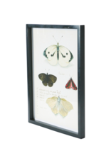 Creative Co-Op Wood Framed Insect Print