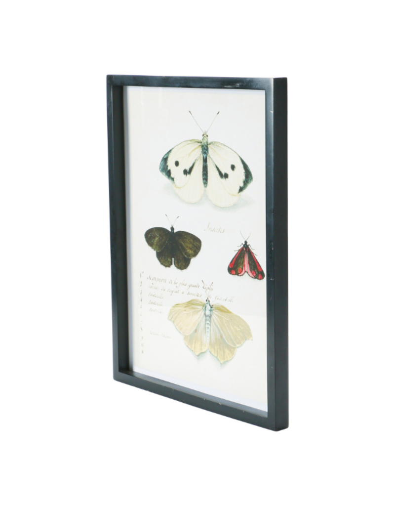 Creative Co-Op Wood Framed Insect Print