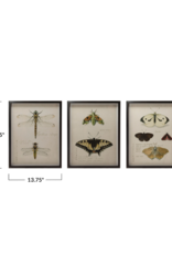 Creative Co-Op Wood Framed Insect Print