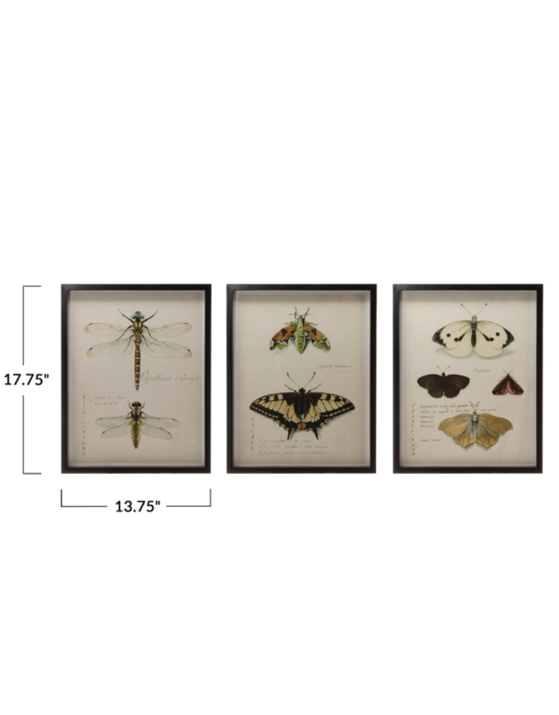 Creative Co-Op Wood Framed Insect Print