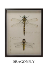 Creative Co-Op Wood Framed Insect Print