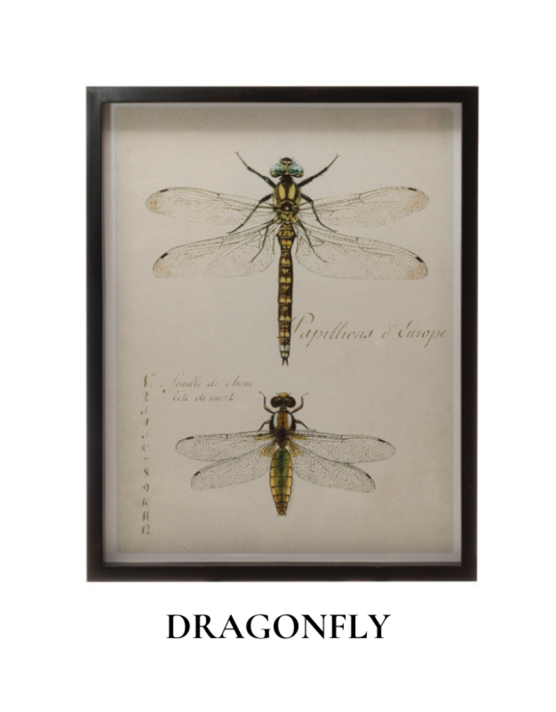 Creative Co-Op Wood Framed Insect Print