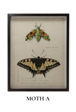 Creative Co-Op Wood Framed Insect Print