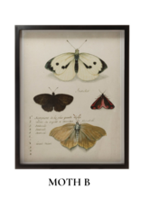 Creative Co-Op Wood Framed Insect Print