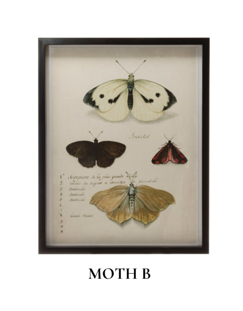 Creative Co-Op Wood Framed Insect Print