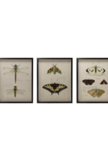 Creative Co-Op Wood Framed Insect Print
