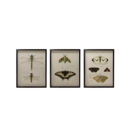 Creative Co-Op Wood Framed Insect Print