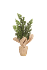 Little Potted Cedar in Burlap