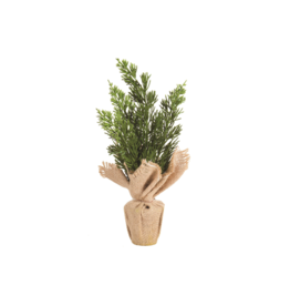 Little Potted Cedar in Burlap