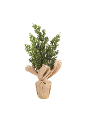 Little Potted Cedar in Burlap