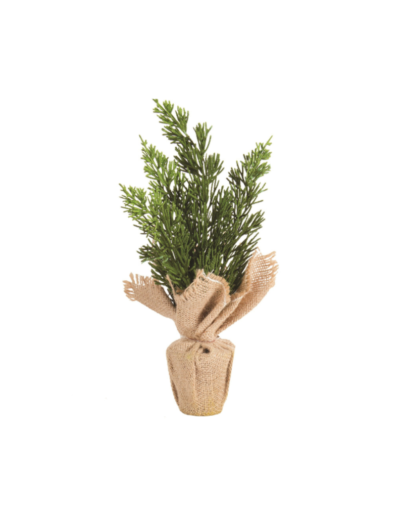Little Potted Cedar in Burlap