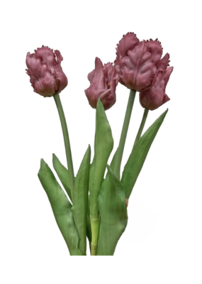 Purple Parrot Tulip Bundle 20"
