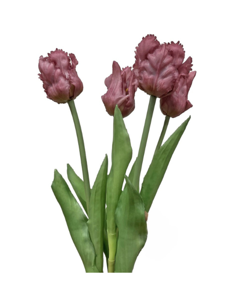 Purple Parrot Tulip Bundle 20"