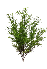 Rosemary Bush 24"