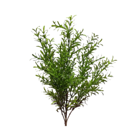 Rosemary Bush 24"