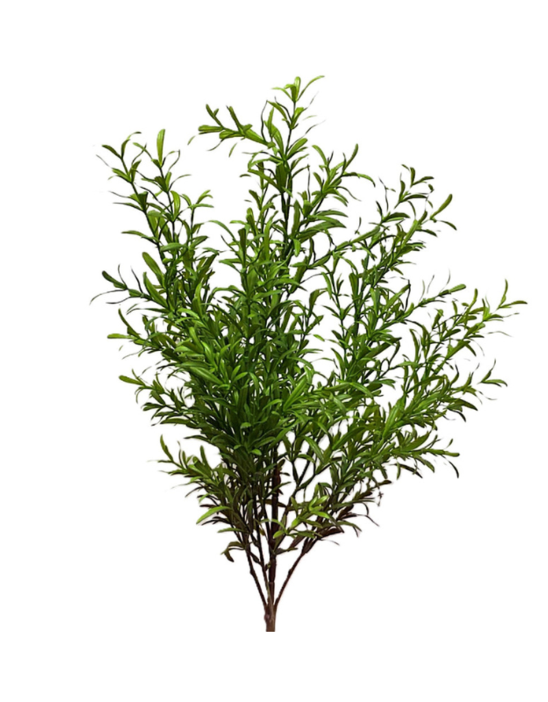 Rosemary Bush 24"