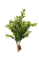 Boxwood Bush 14"