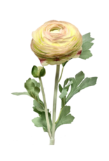 Yellow/Blush Ranunculus Spray 23"