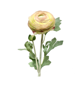 Yellow/Blush Ranunculus Spray 23"
