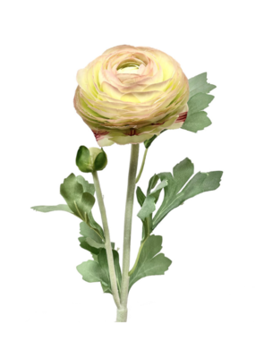 Yellow/Blush Ranunculus Spray 23"