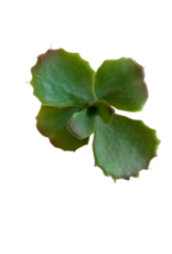 Faux Jade Plant Small