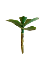 Faux Jade Plant Small