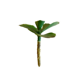 Faux Jade Plant Small