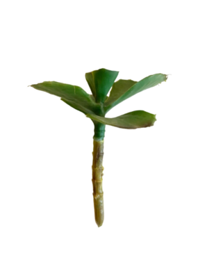 Faux Jade Plant Small