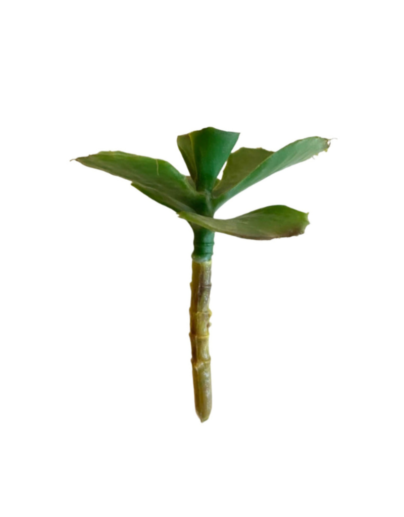 Faux Jade Plant Small