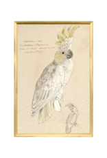 Celadon Art Lear - Crested Cockatoo Small
