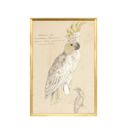 Celadon Art Lear - Crested Cockatoo Small