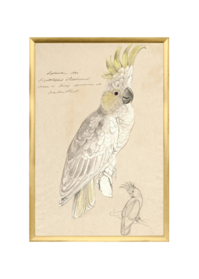 Celadon Art Lear - Crested Cockatoo Small