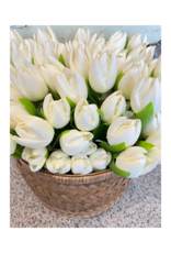 White Tulip Single
