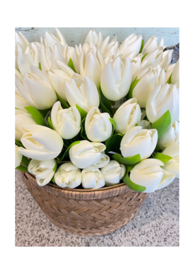 White Tulip Single