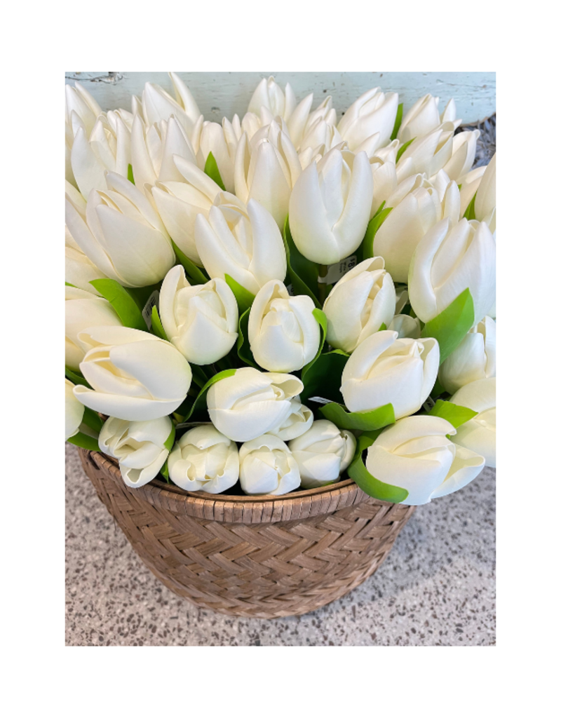 White Tulip Single