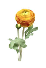 Orange/Yellow Ranunculus Spray 23"
