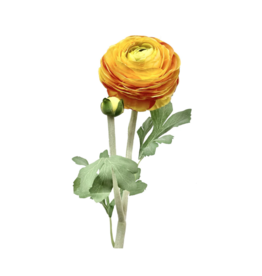Orange/Yellow Ranunculus Spray 23"